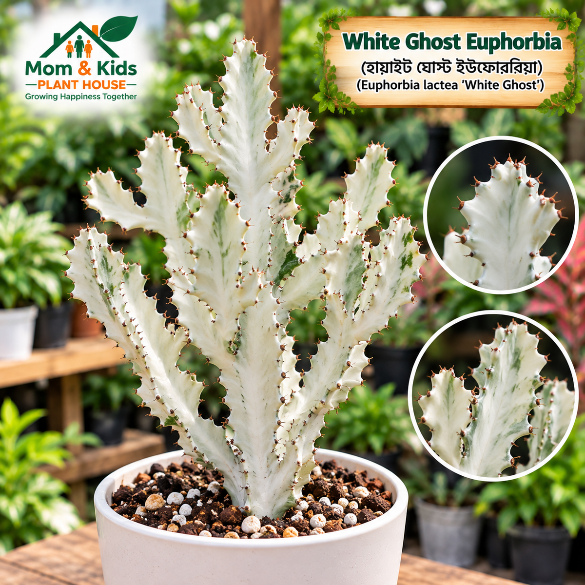 White Ghost Euphorbia