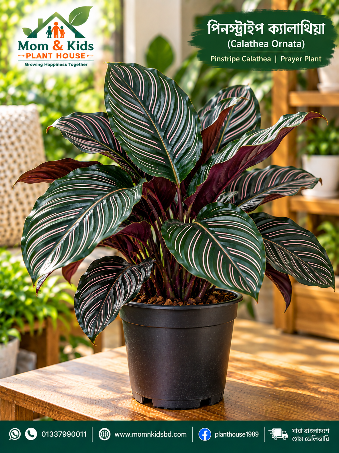 Calathea Ornata