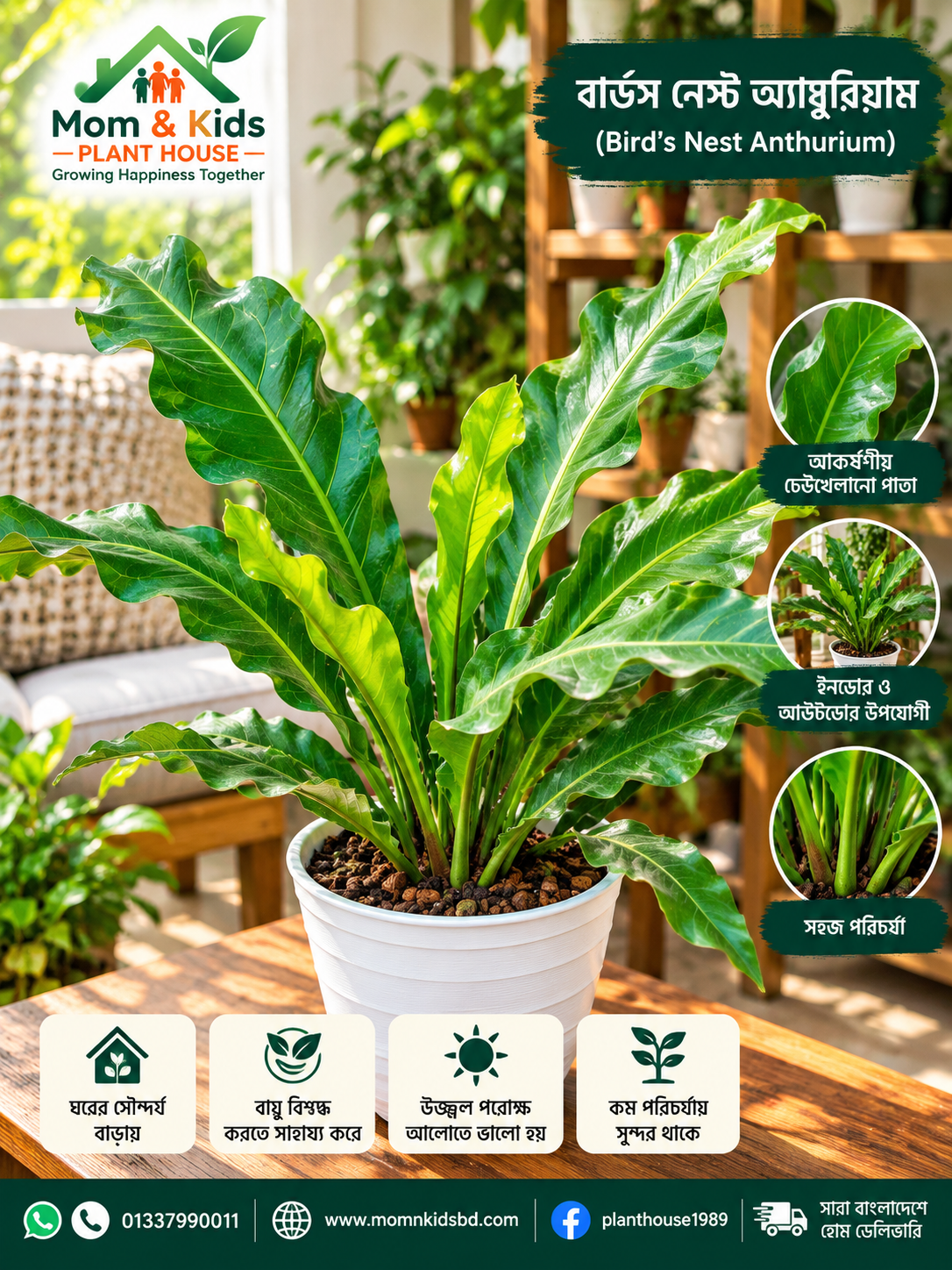 ওয়েভ অব লাভ অ্যান্থুরিয়াম (Wave of Love Anthurium)- with 11" tob