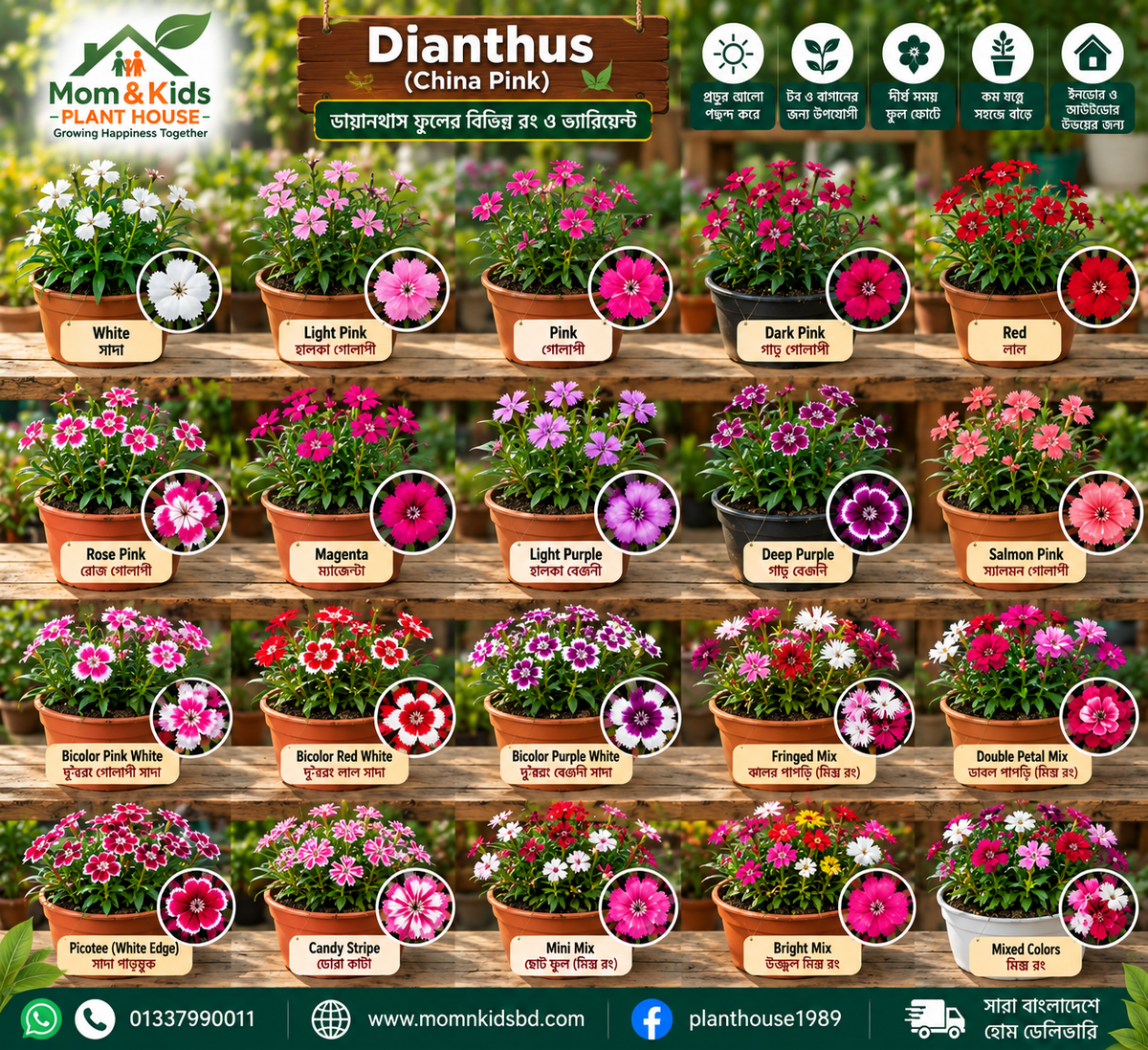 ডায়ানথাস (Dianthus / China Pink)