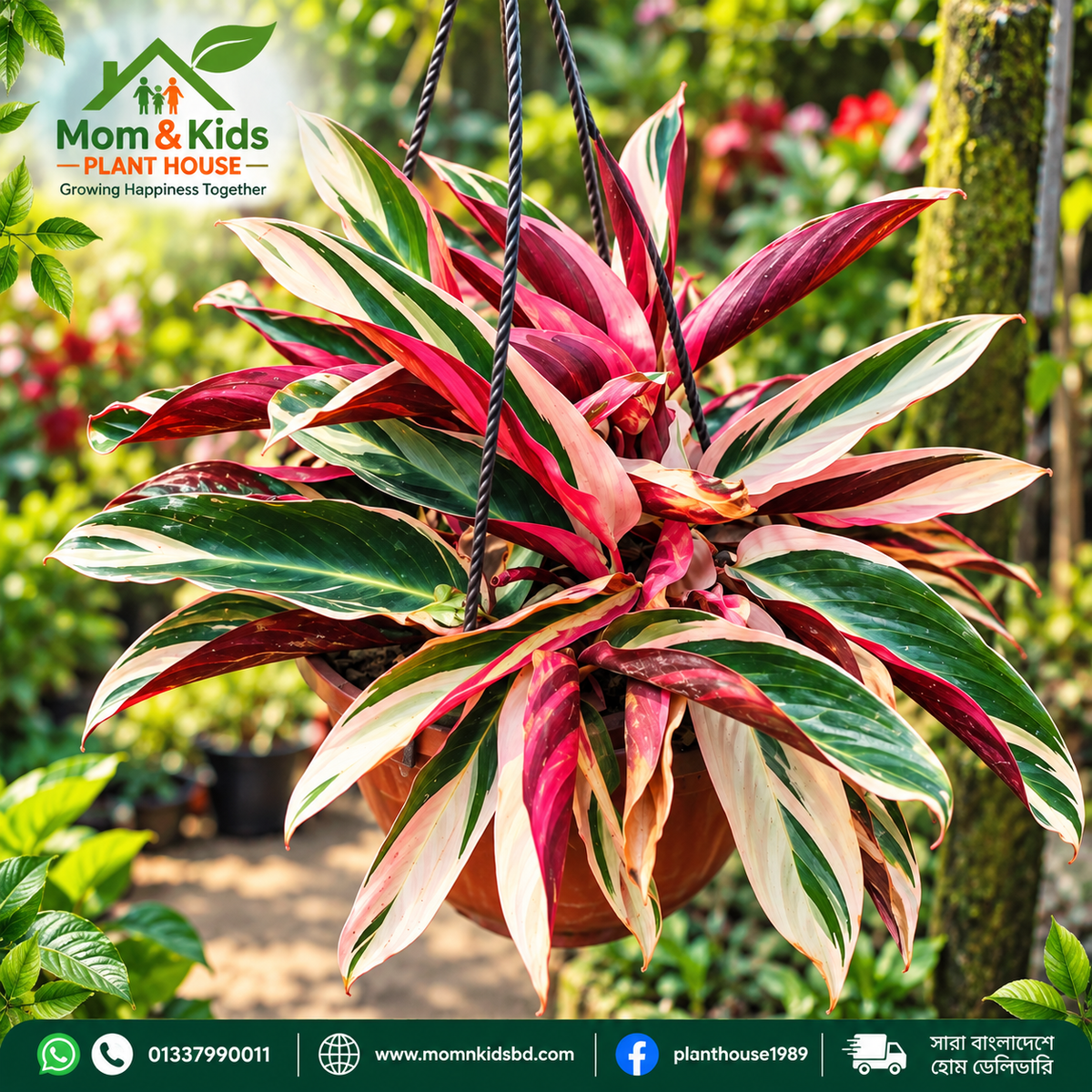 কর্ডিলাইন ট্রাই-কালার (Cordyline Tricolor / Ti Plant) with tob