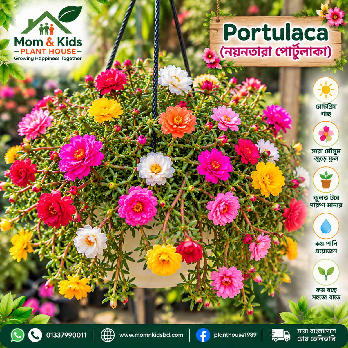 Portulaca (পোর্টুলাকা)