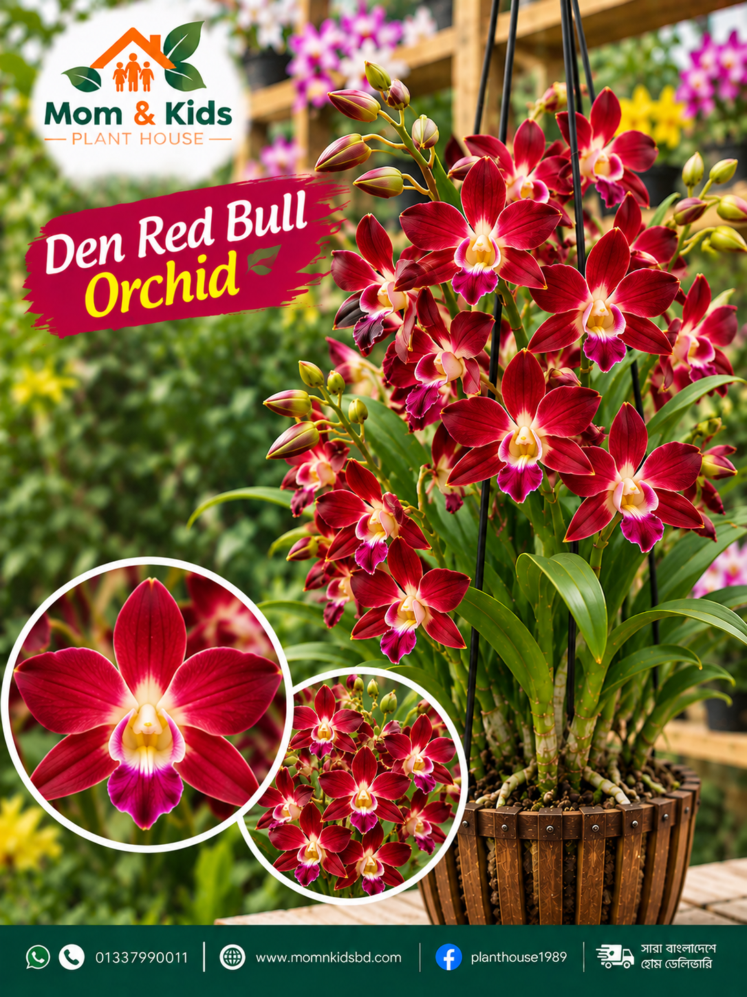 Den Red Bull Orchid (ডেন রেড বুল অর্কিড)