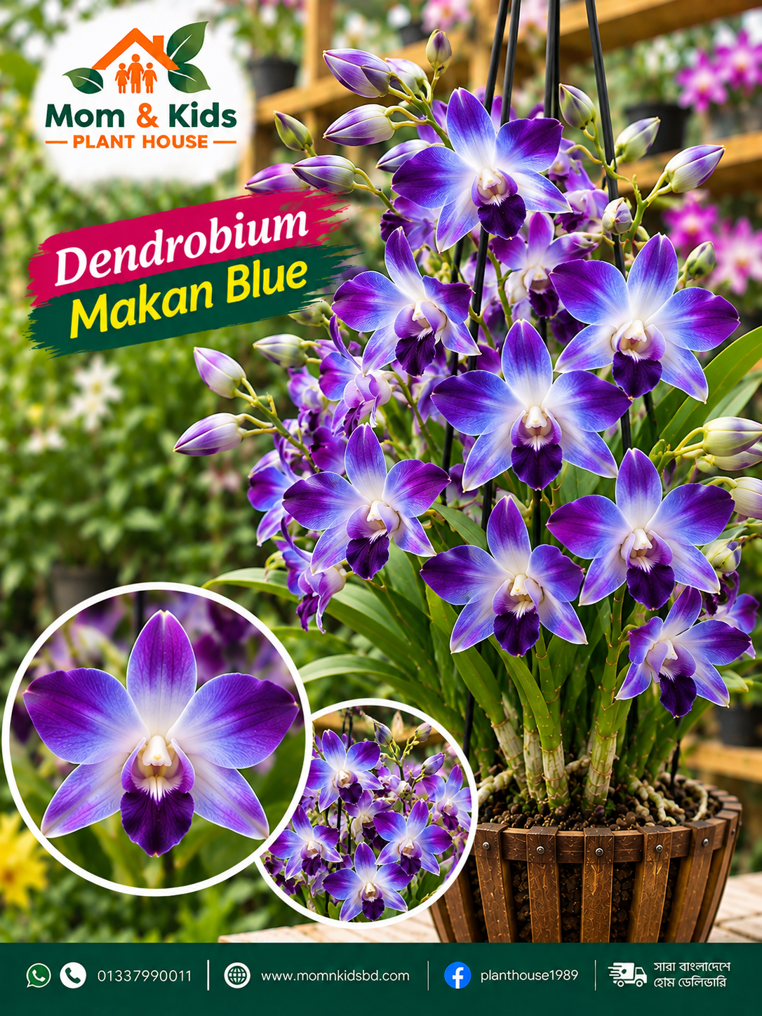 Dendrobium Makan Blue Orchid (ডেনড্রোবিয়াম মাকান ব্লু অর্কিড)
