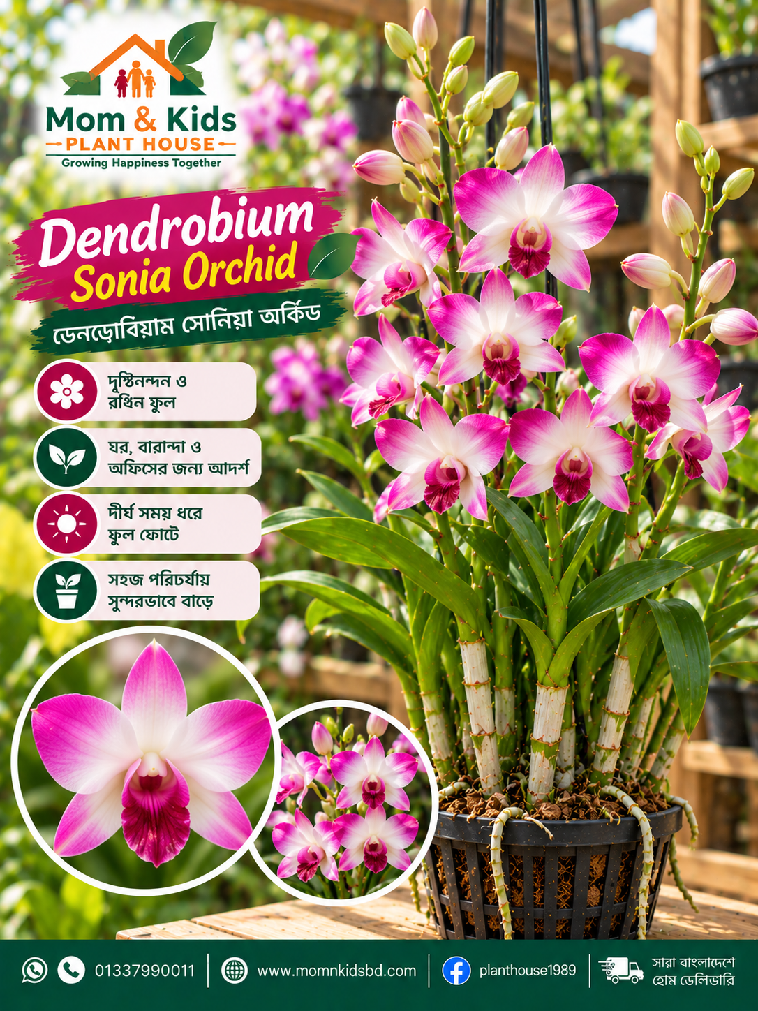 ডেনড্রোবিয়াম সোনিয়া অর্কিড (Dendrobium Sonia Orchid)