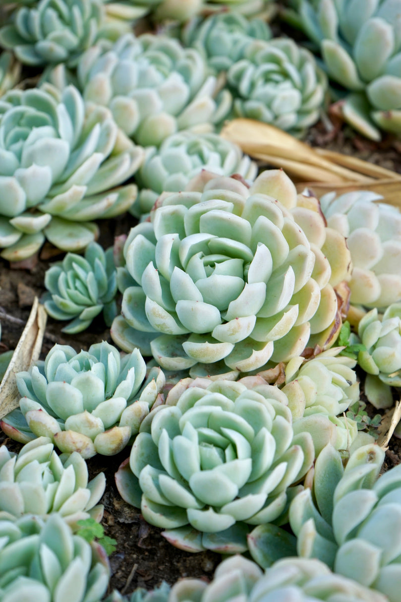 Succulent / Echeveria -সাকুলেন্ট / একভেরিয়া