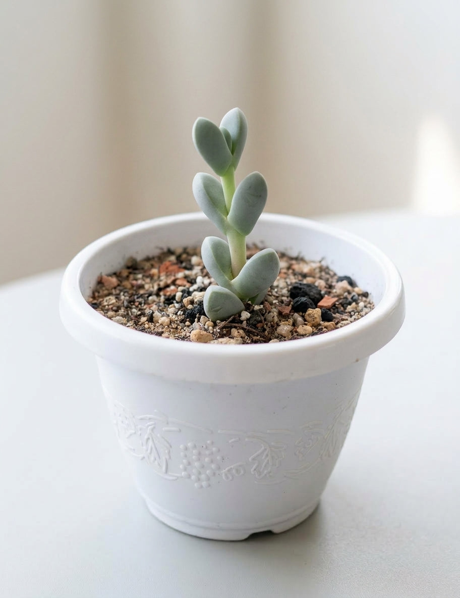 Silver Dollar Succulent — সিলভার ডলার সাকুলেন্ট
