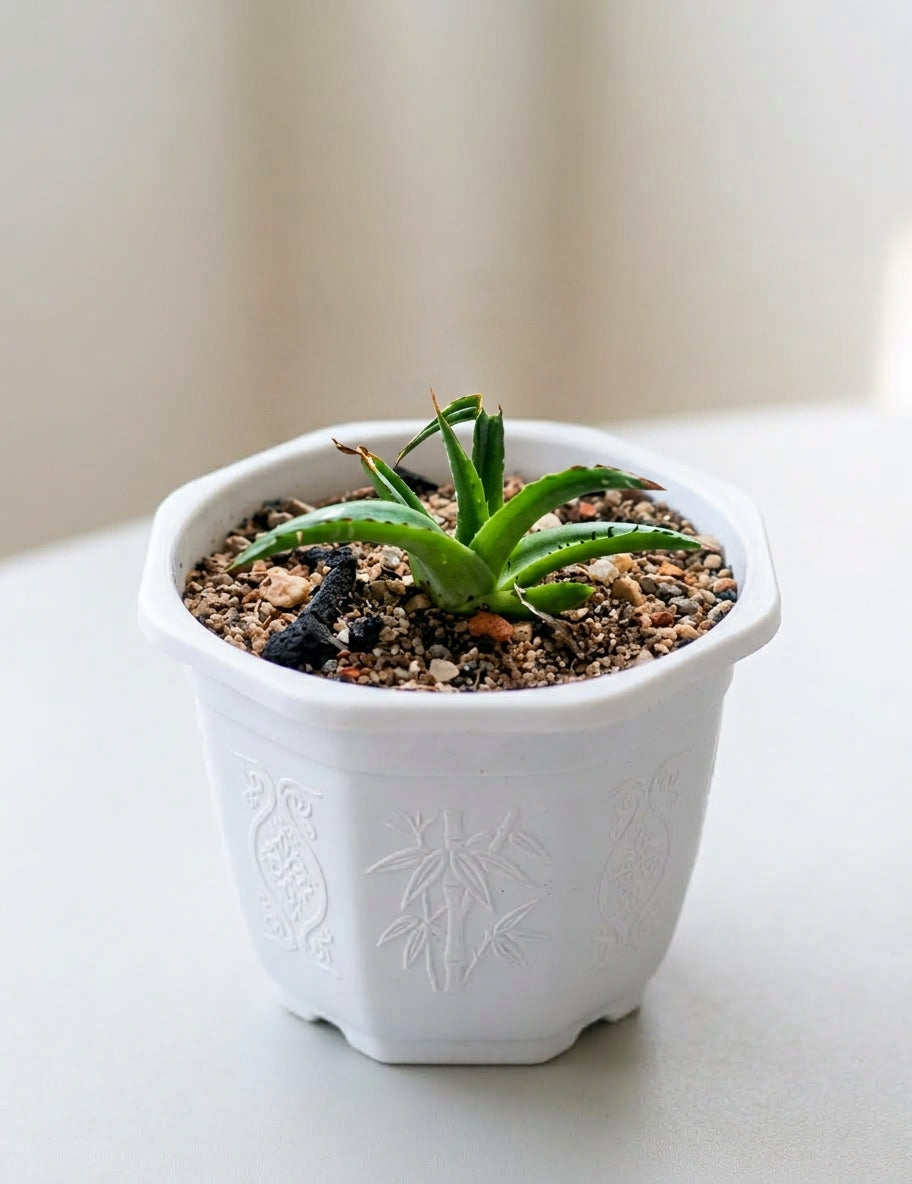Haworthia / Succulent — হাওর্থিয়া / সাকুলেন্ট