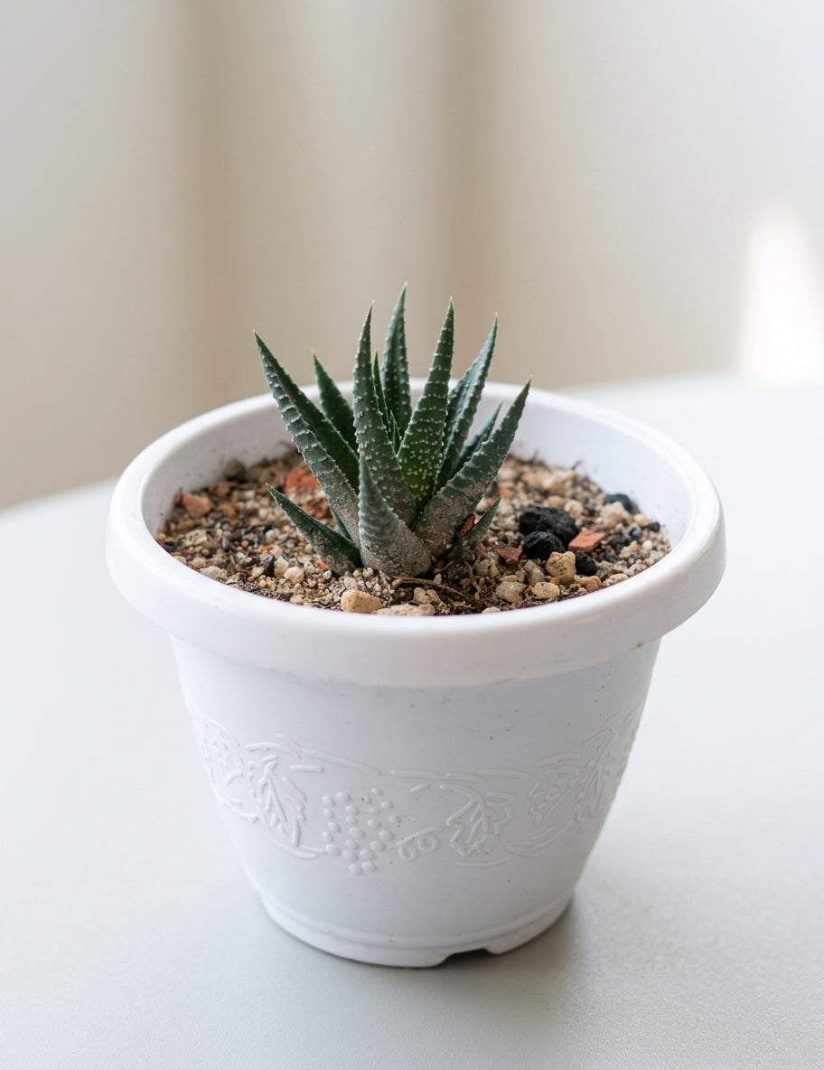 Haworthia—&nbsp; জেব্রা প্ল্যান্ট (সাকুলেন্ট)