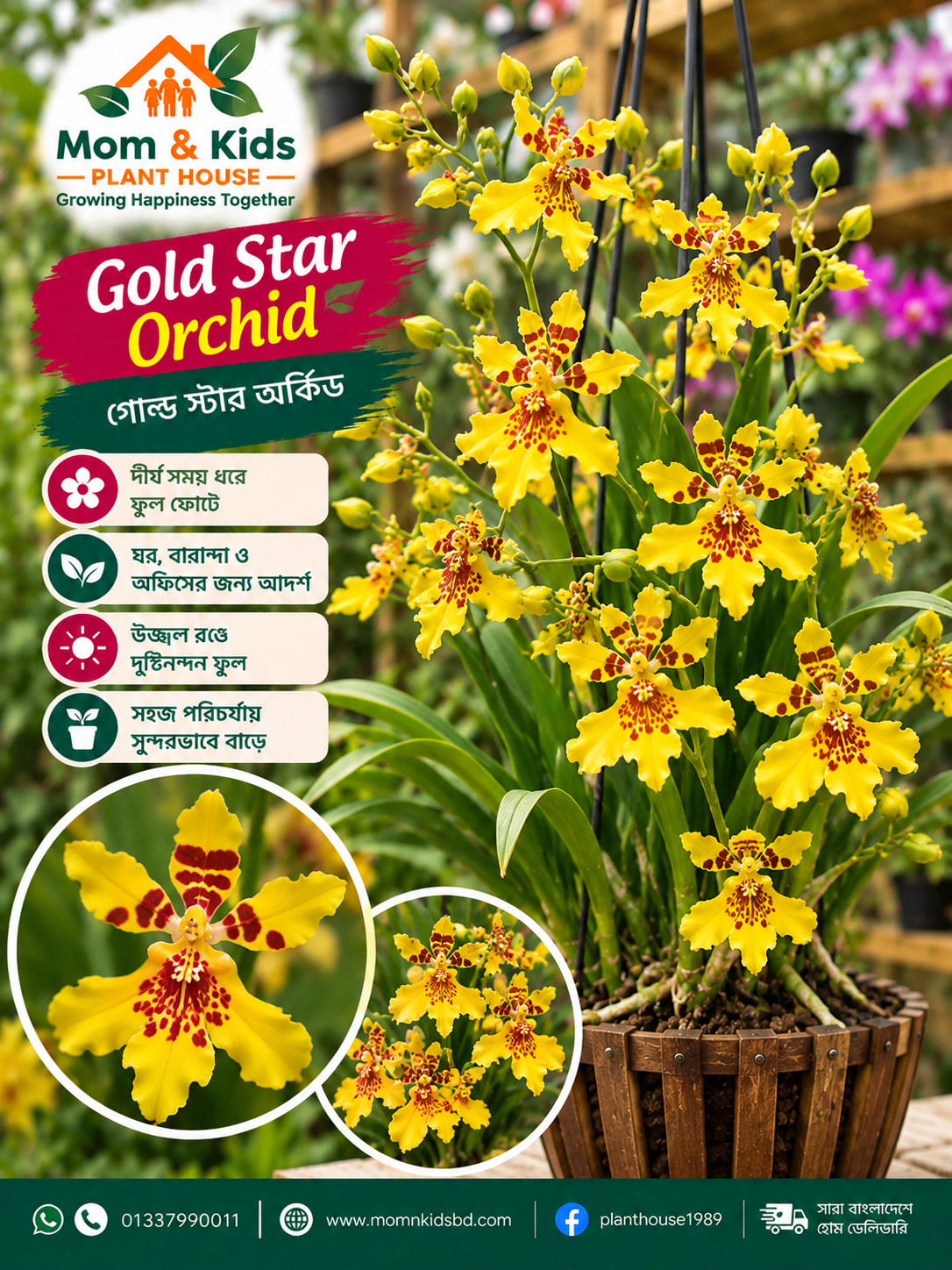 Gold Star Orchid (গোল্ড স্টার অর্কিড) — সোনালি তারার মতো উজ্জ্বল সৌন্দর্য