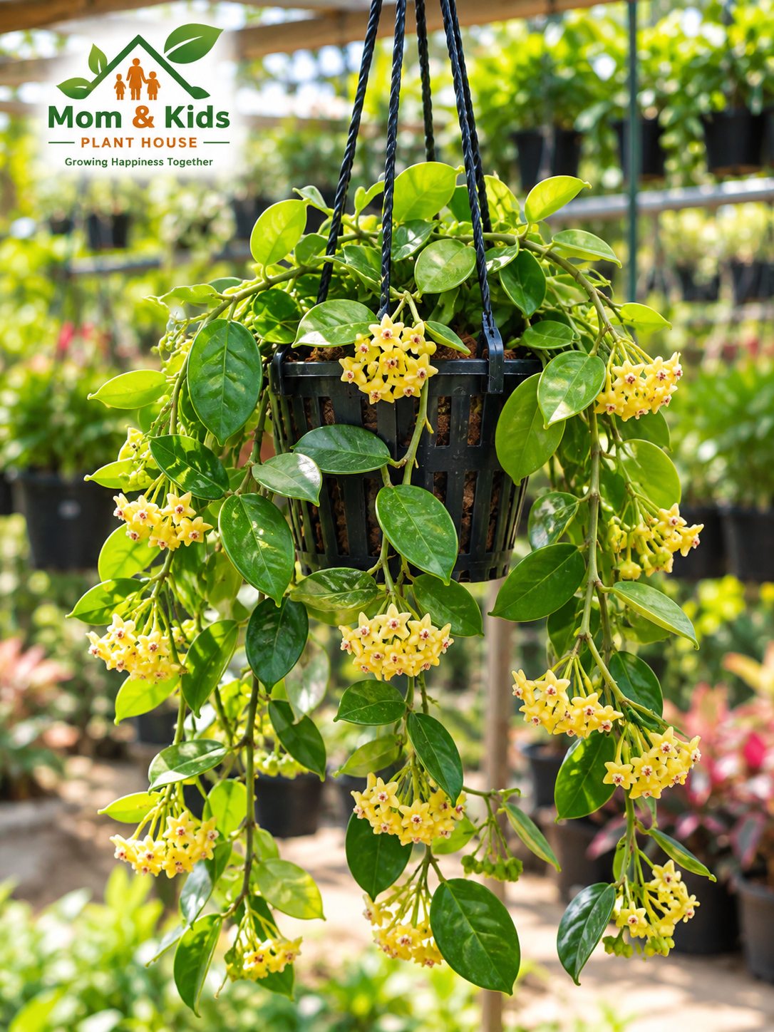 হোয়া ইয়েলো (Hoya Yellow) – প্রিমিয়াম ঝুলন্ত ফুলের গাছ