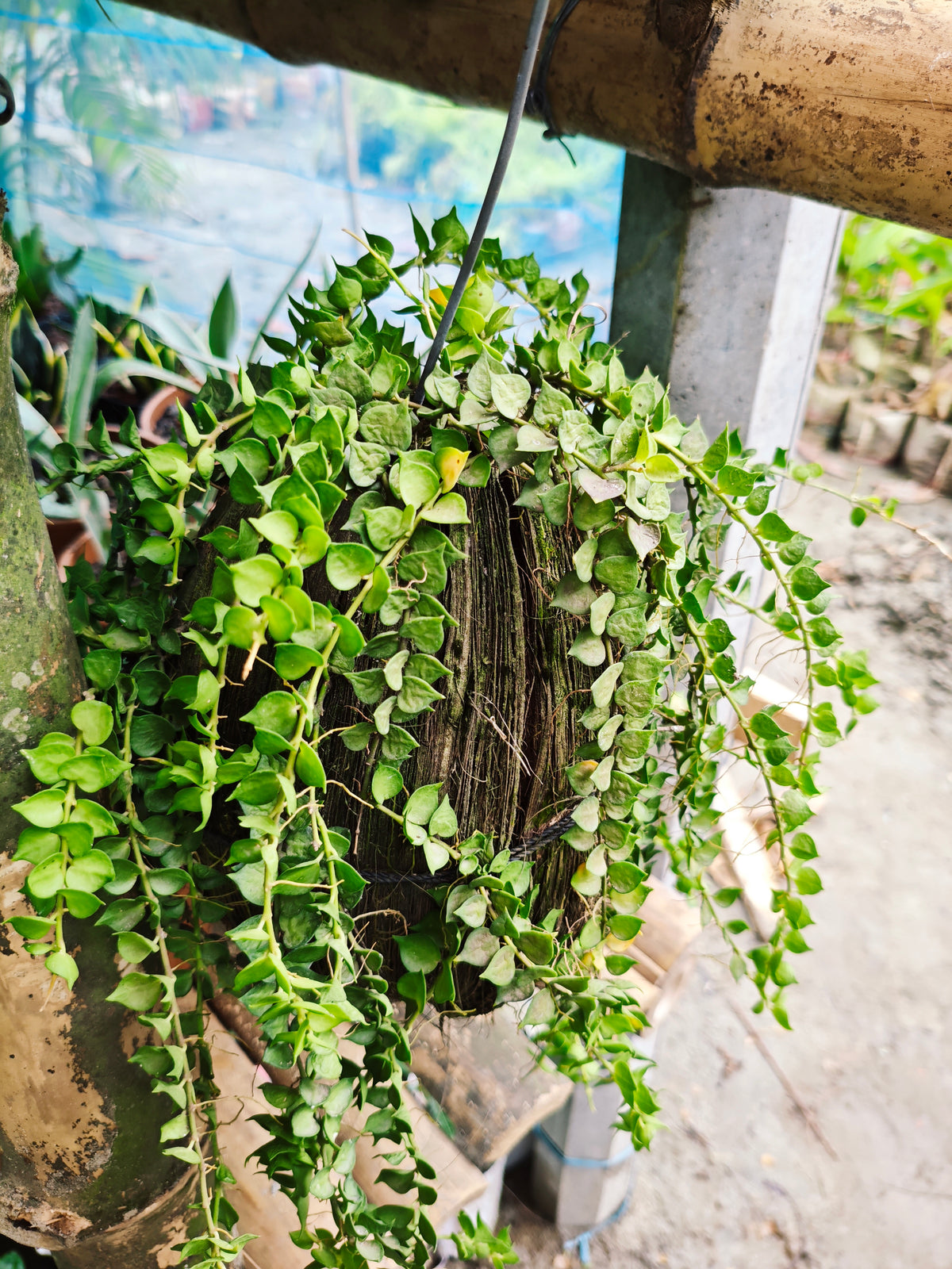 Million Hearts Plant - মিলিয়ন হার্টস প্ল্যান্ট