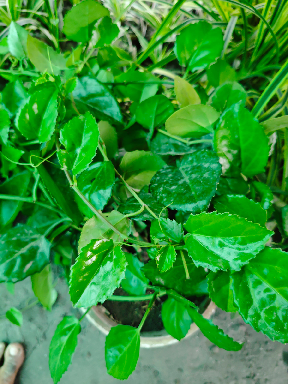 অ্যারাবিয়ান ওয়াক্স আইভি (Arabian Wax Ivy)