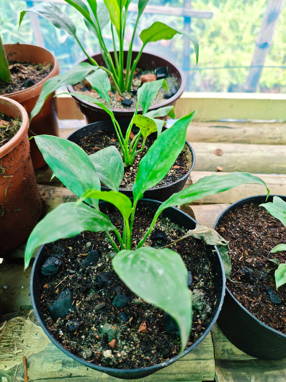 পিস লিলি (Peace Lily) – Spathiphyllum