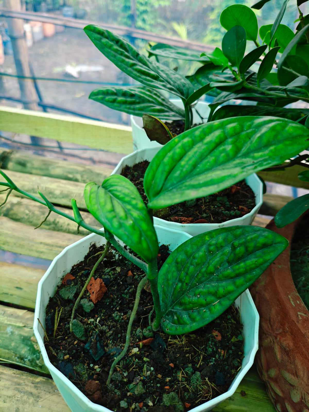 মনস্টেরা পেরু (Monstera Peru)