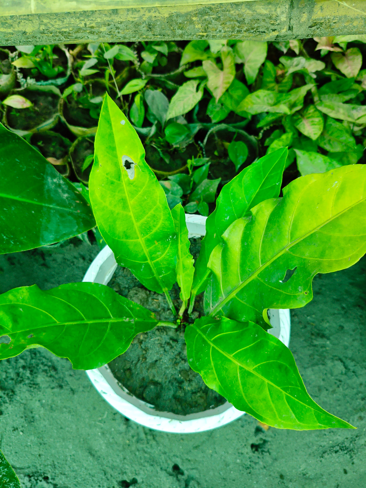 ওয়েভ অব লাভ / বার্ডস নেস্ট অ্যান্থুরিয়াম (Wave of Love Anthurium)