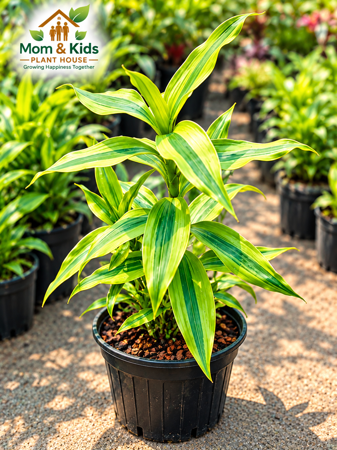 ড্রাসিনা লেমন লাইম (Dracaena Lemon Lime) –  Including Growing Media & With 5" Plastic Tob