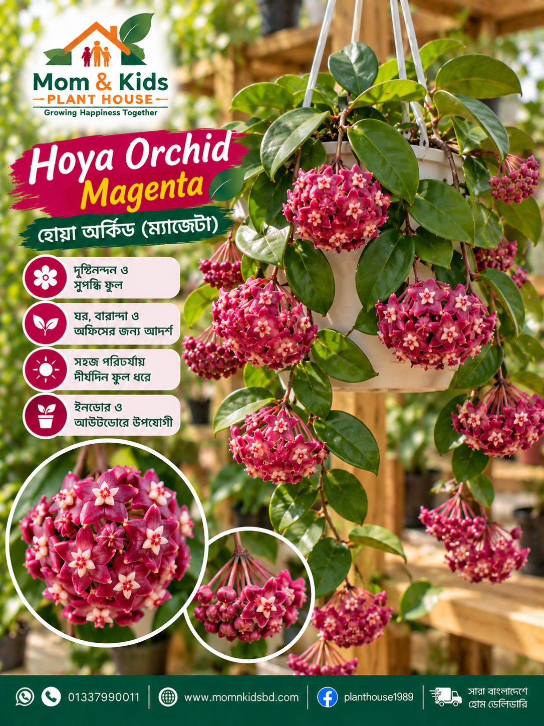 হোয়া অর্কিড ম্যাজেন্টা (Hoya Orchid Magenta)