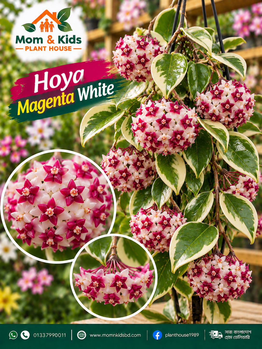 Hoya Magenta White (হোয়া ম্যাজেন্টা)