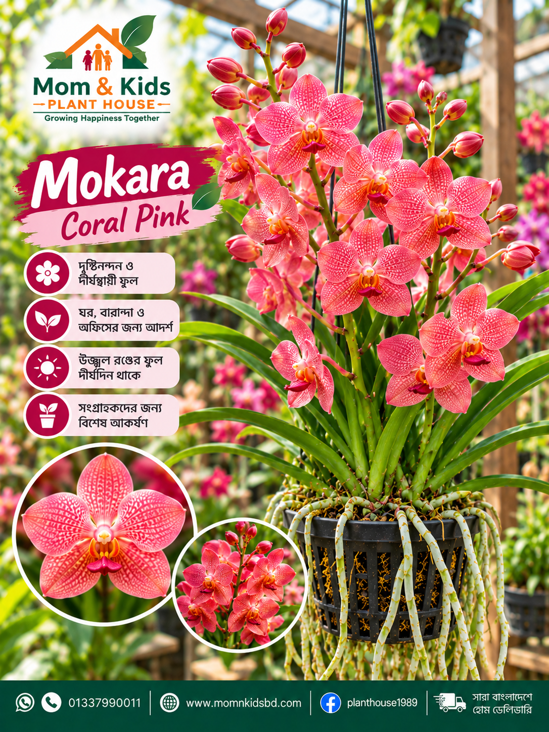 Mokara Coral Pink Orchid - মোকারা কোরাল পিঙ্ক অর্কিড