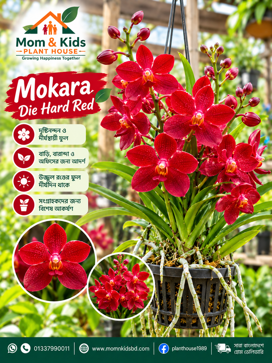 Mokara Die Hard Red Orchid