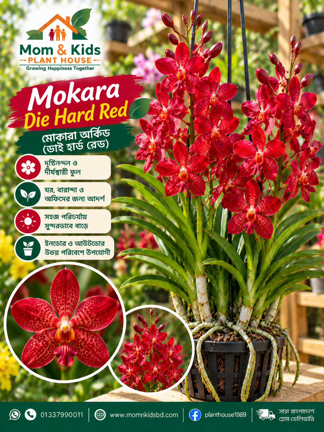 মোকারা ডাই হার্ড রেড অর্কিড (Mokara Die Hard Red Orchid)