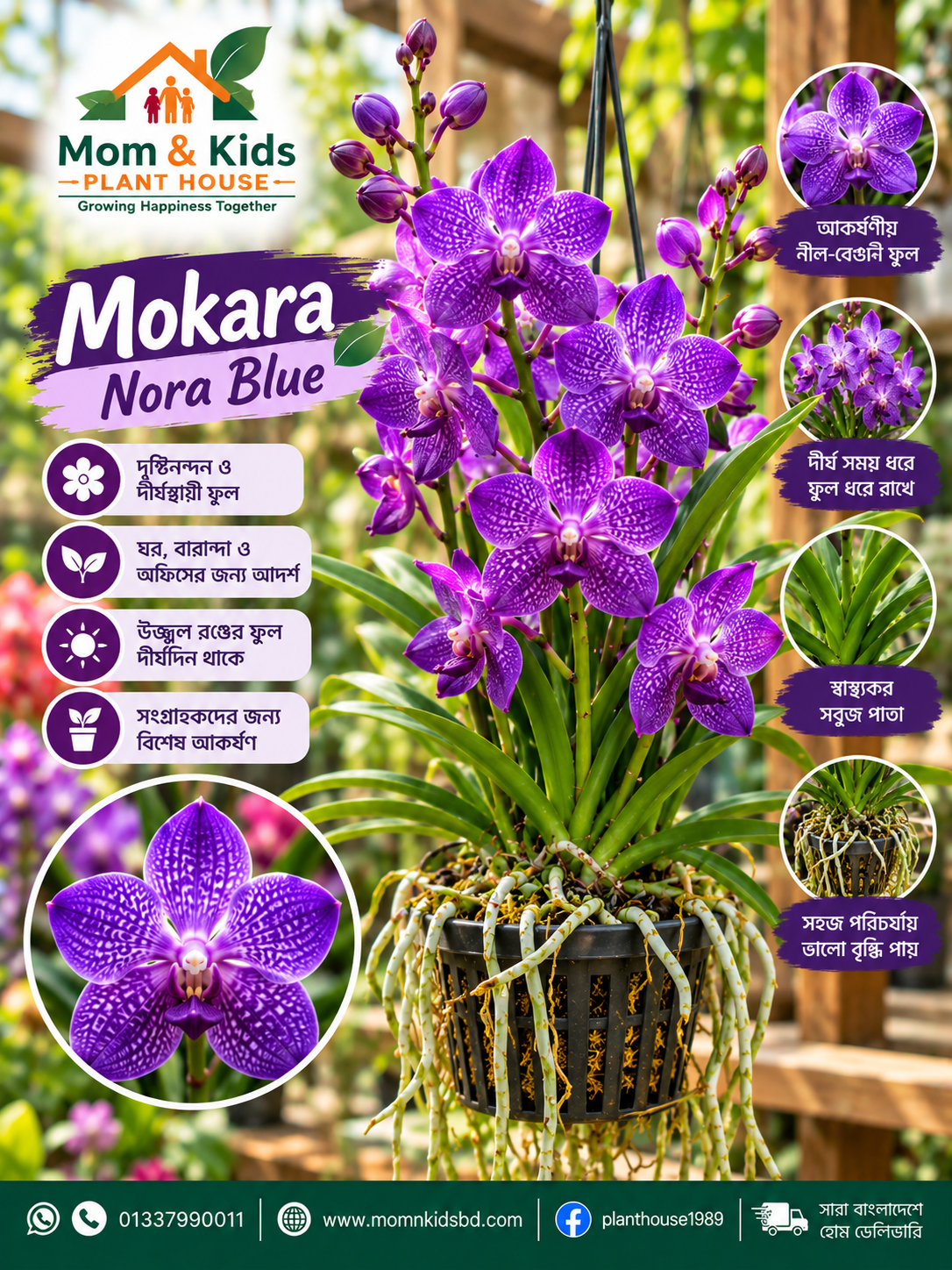 Mokara Nora Blue Orchid