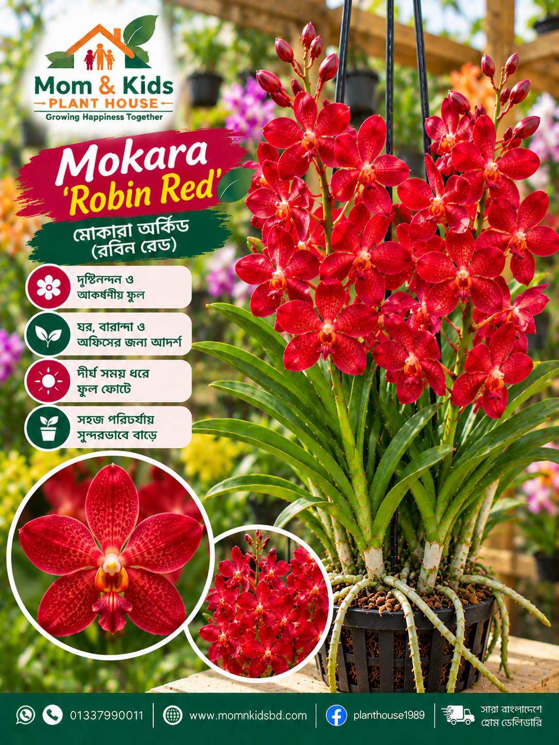 মোকারা ‘রবিন রেড’ অর্কিড (Mokara 'Robin Red' Orchid)