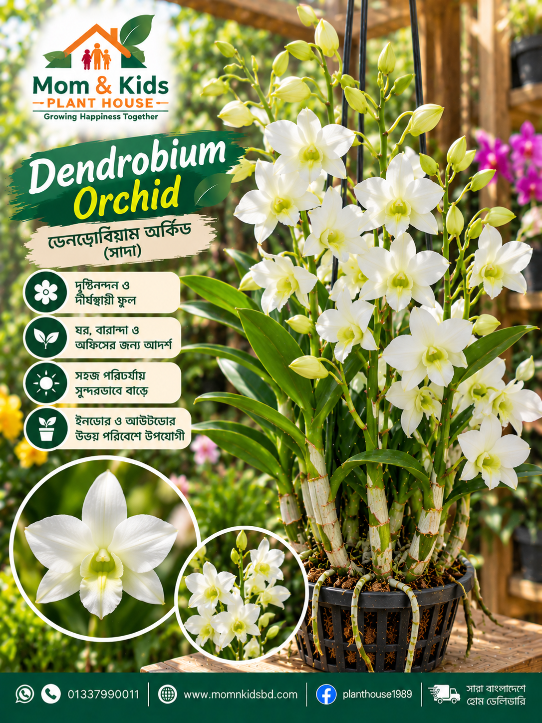 হোয়াইট ডেনড্রোবিয়াম অর্কিড (White Dendrobium Orchid)