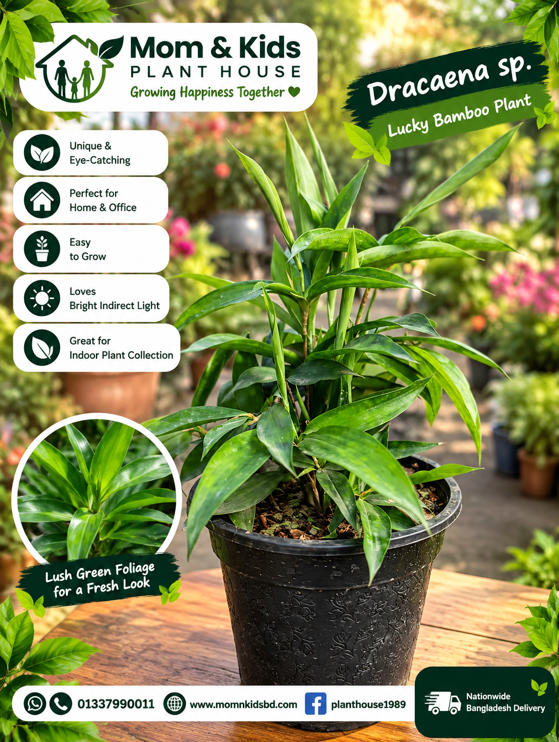 ড্রাসিনা (Dracaena sp.)