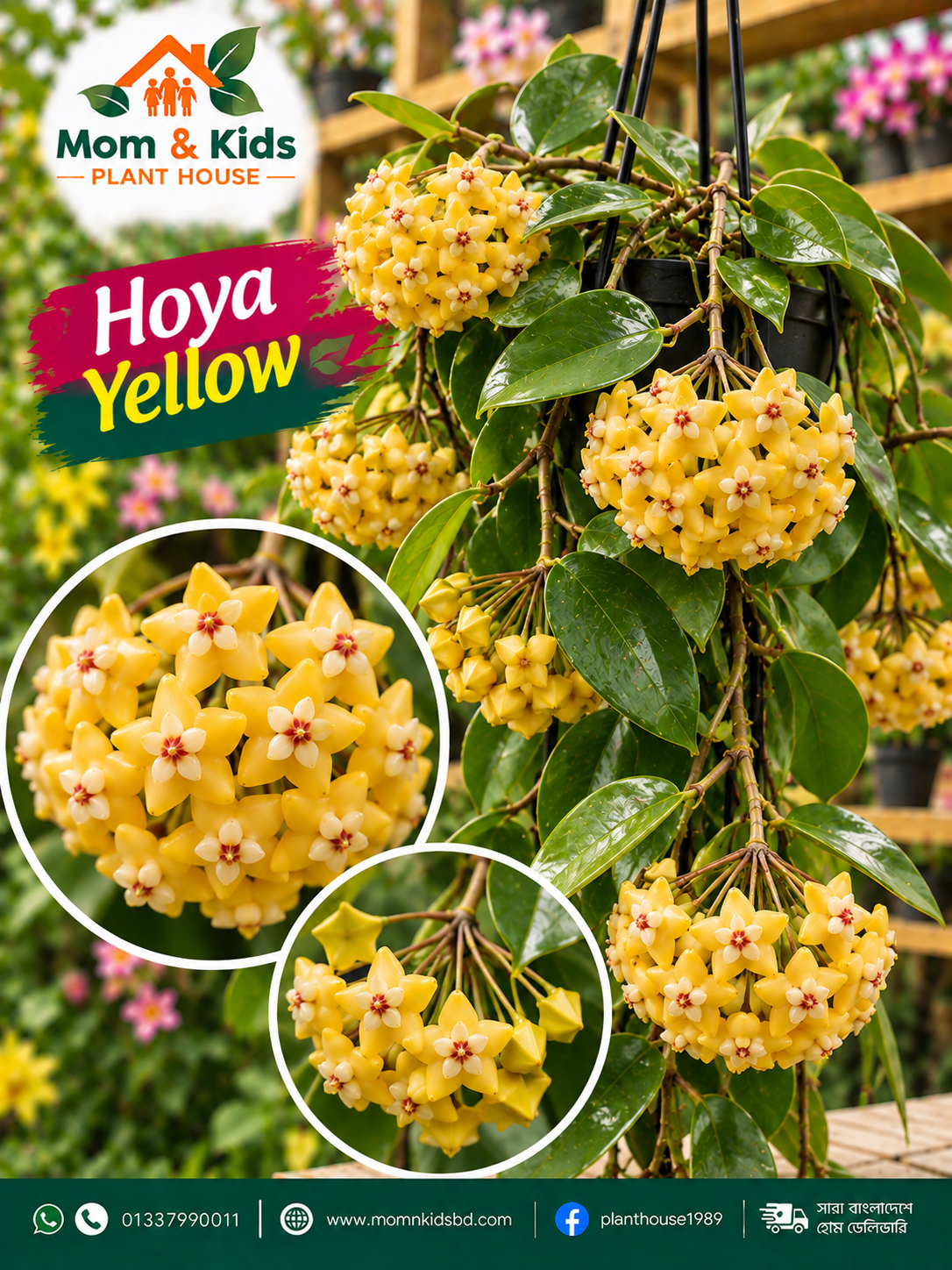 Hoya Yellow (হোয়া ইয়েলো)