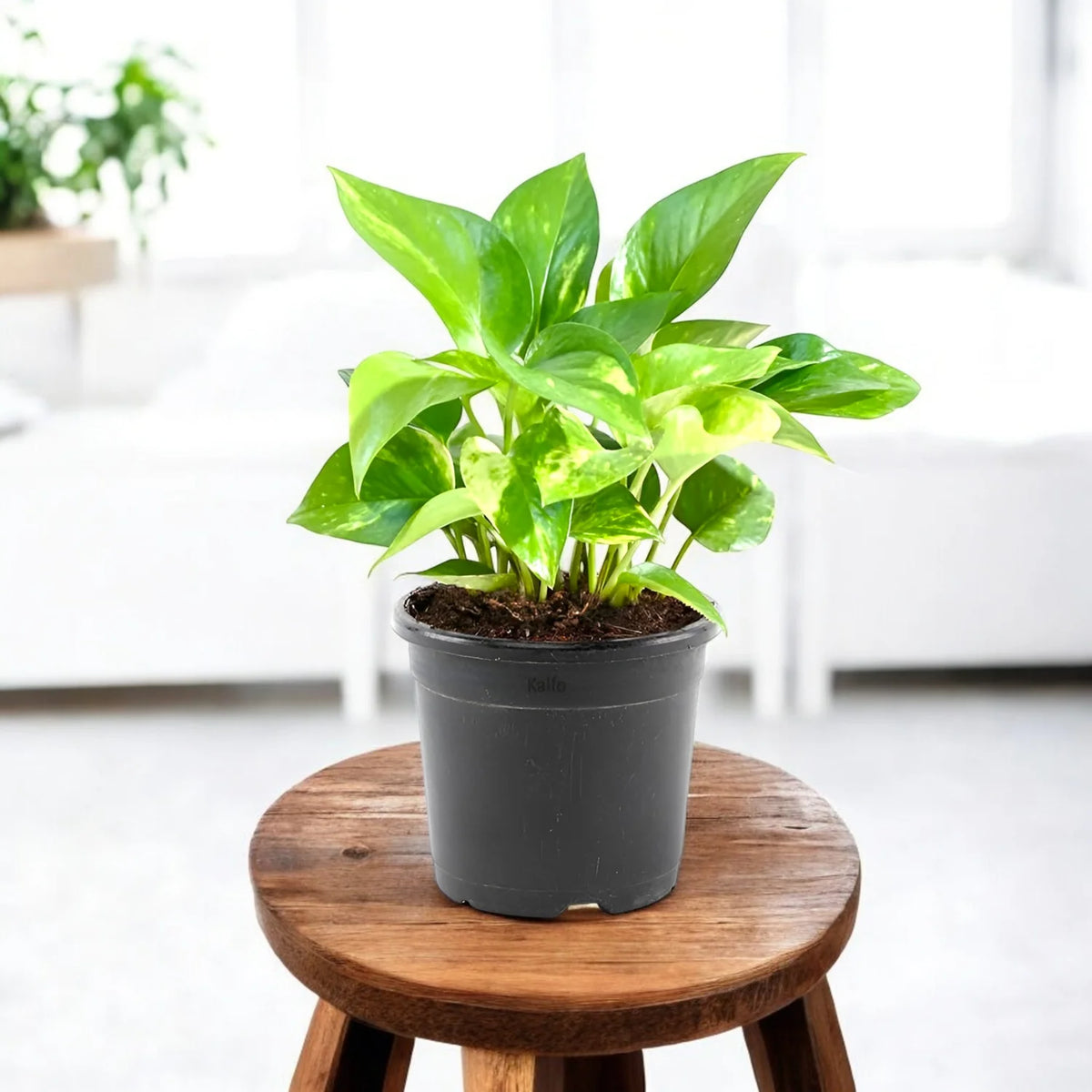 Money Plant | মানি প্ল্যান্ট
