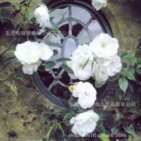 Climbing Vine Rose Flower Seeds