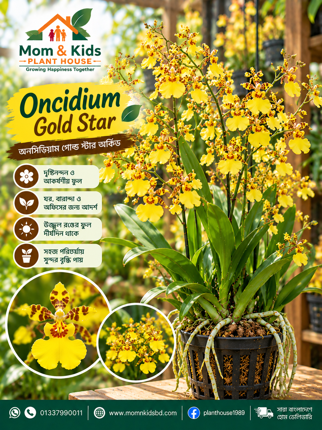 Oncidium Gold Star Orchid - অনসিডিয়াম গোল্ড স্টার অর্কিড