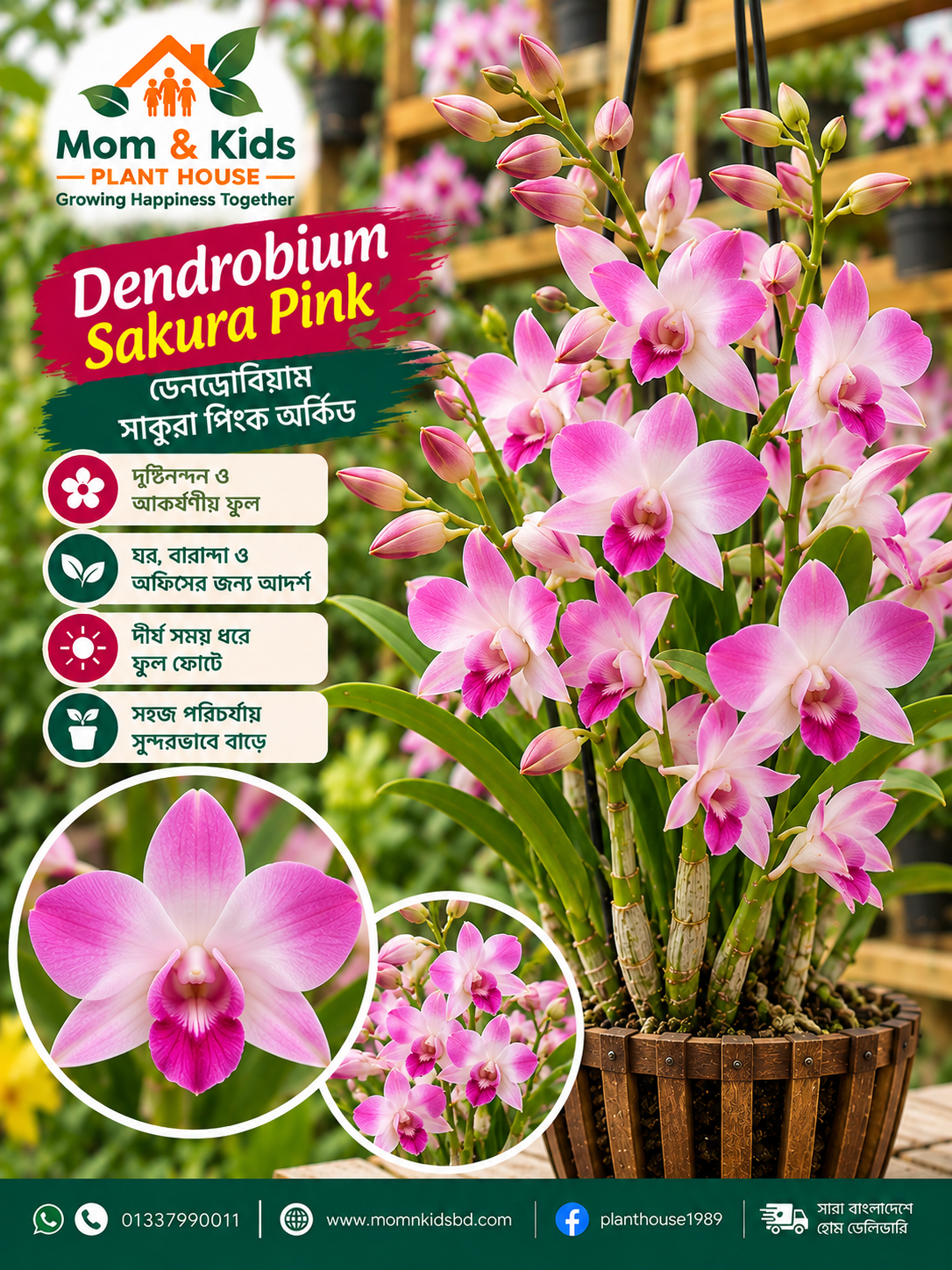 Dendrobium Sakura Pink Orchid (ডেনড্রোবিয়াম সাকুরা পিংক অর্কিড)