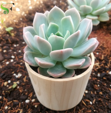 Succulent / Echeveria -সাকুলেন্ট / একভেরিয়া