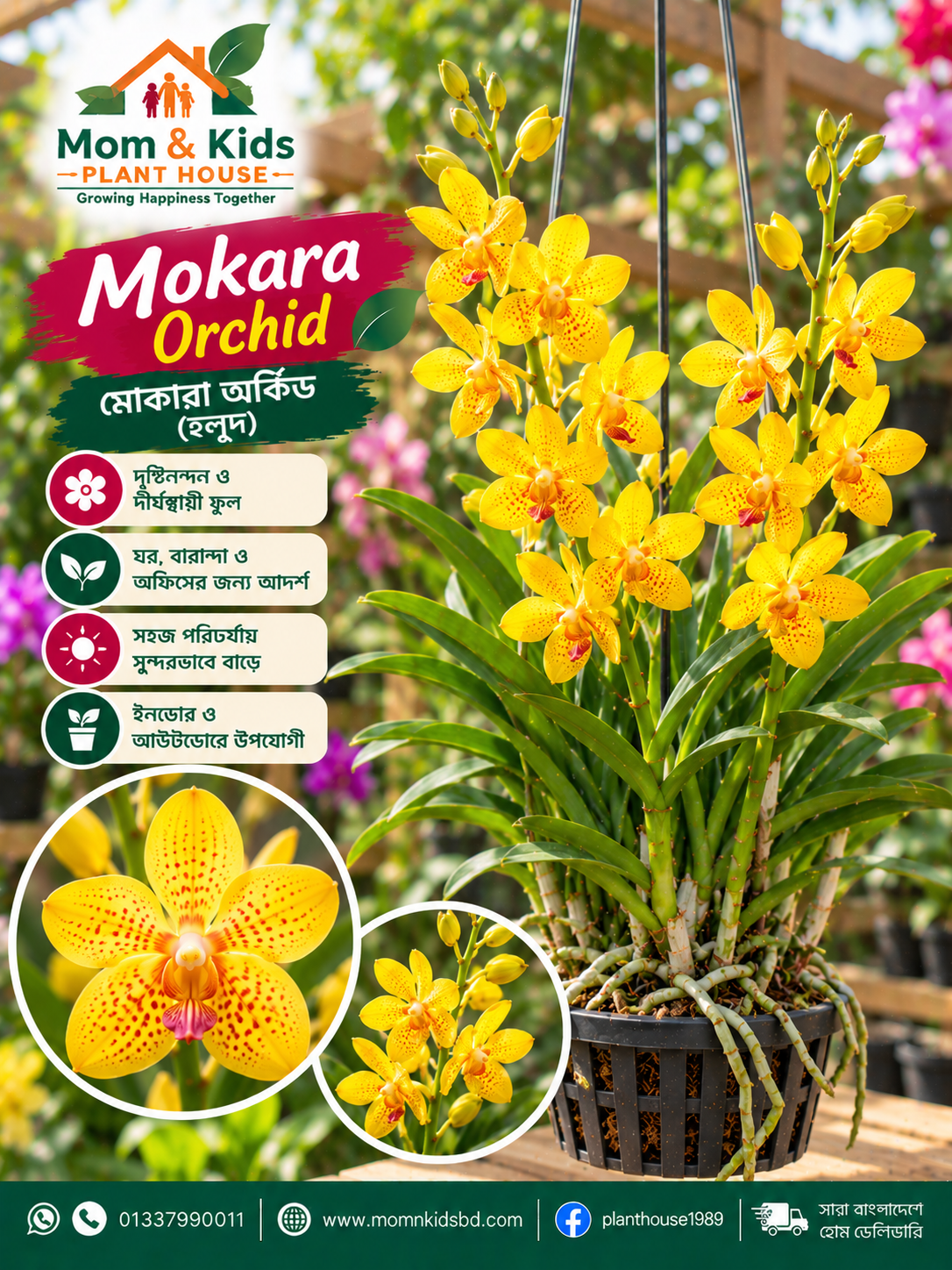 ইয়েলো মোকারা অর্কিড (Yellow Mokara Orchid)