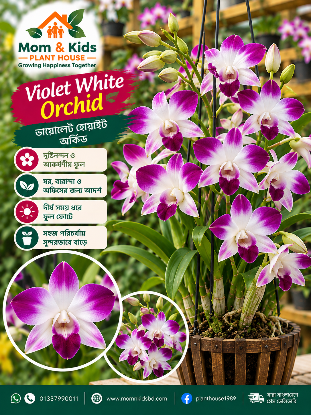 Violet White Orchid (ভায়োলেট হোয়াইট অর্কিড)