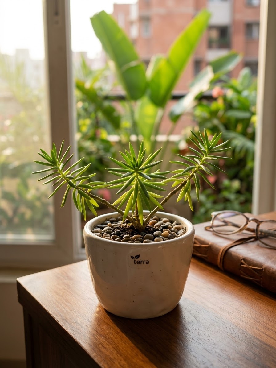 Needle Leaf Sedum / Succulent নিডেল লিফ সেডাম (সাকুলেন্ট)