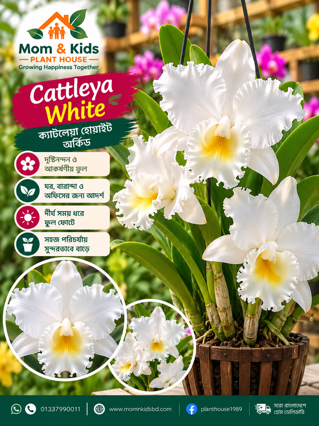 White Cattleya Orchid — সৌন্দর্য ও রাজকীয়তার অনন্য প্রতীক