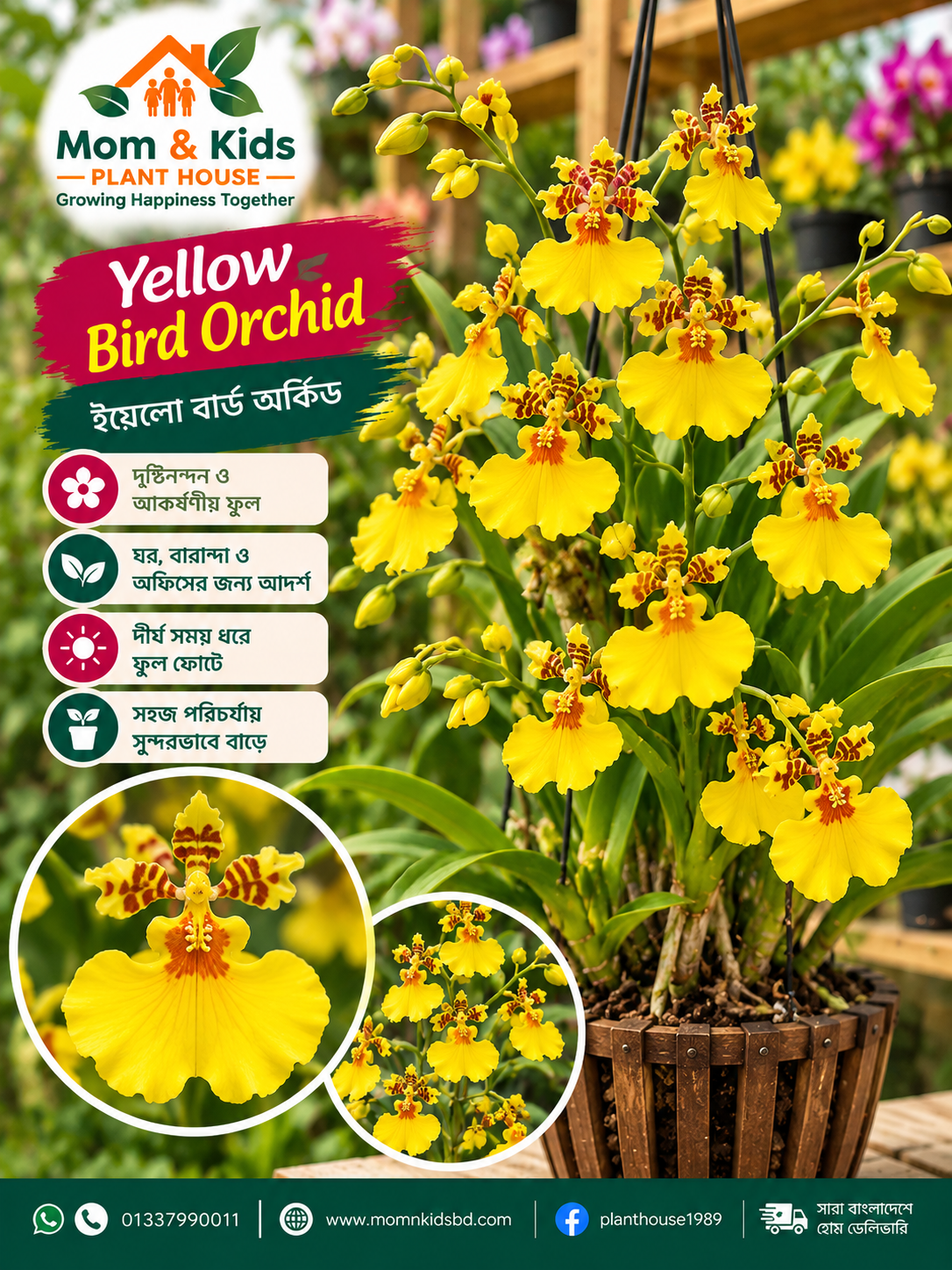 Yellow Bird Orchid — সোনালি সৌন্দর্যের অপূর্ব এক অর্কিড