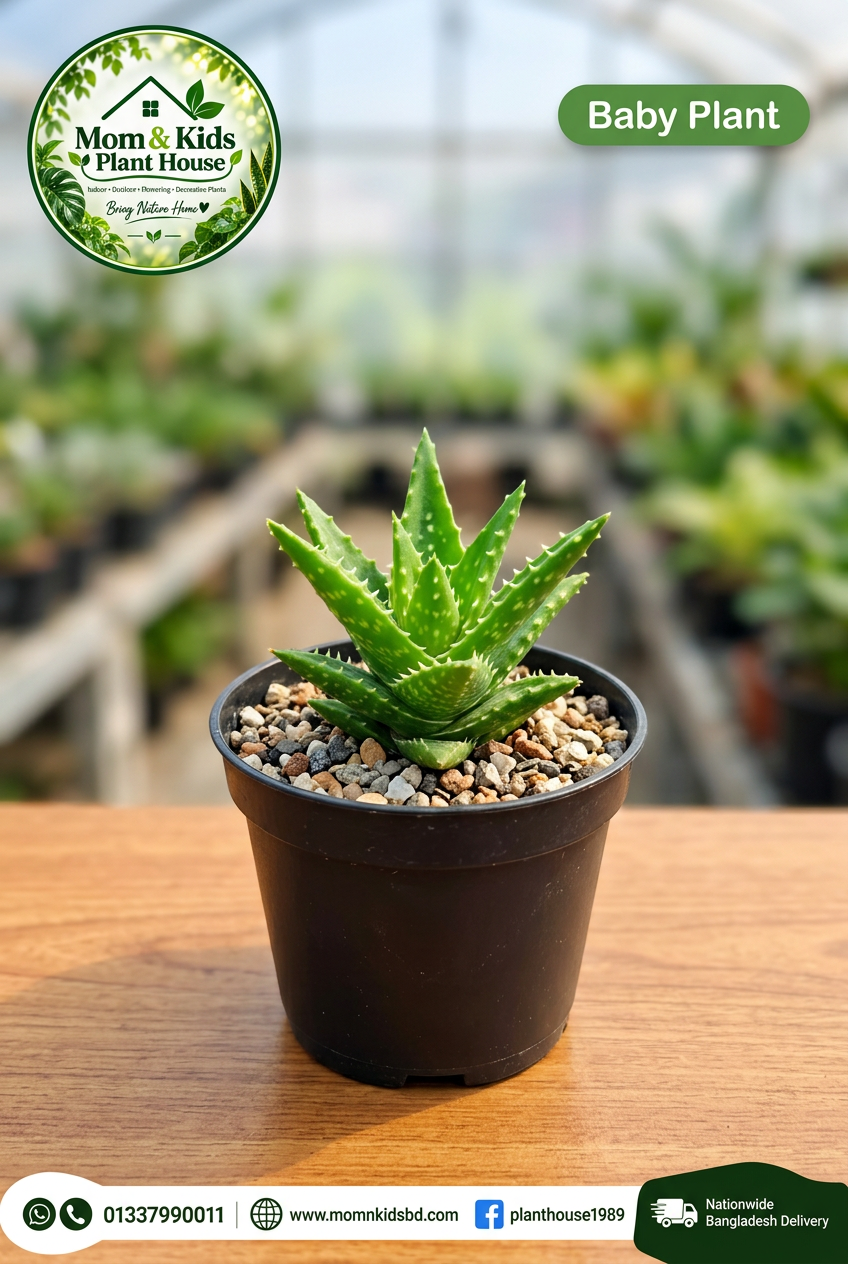 Baby Plant in 3" Pot