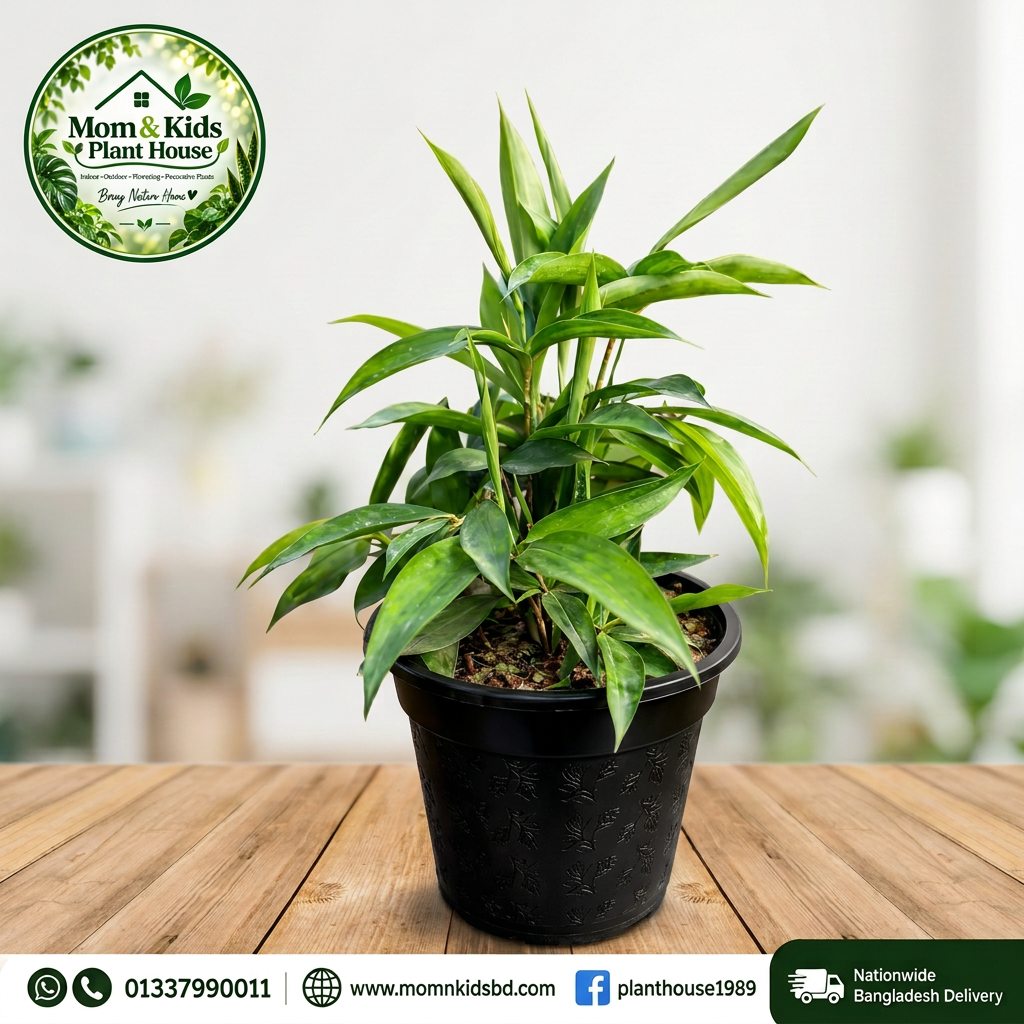 ড্রাসিনা (Dracaena sp.) - Mom & Kids Plant House