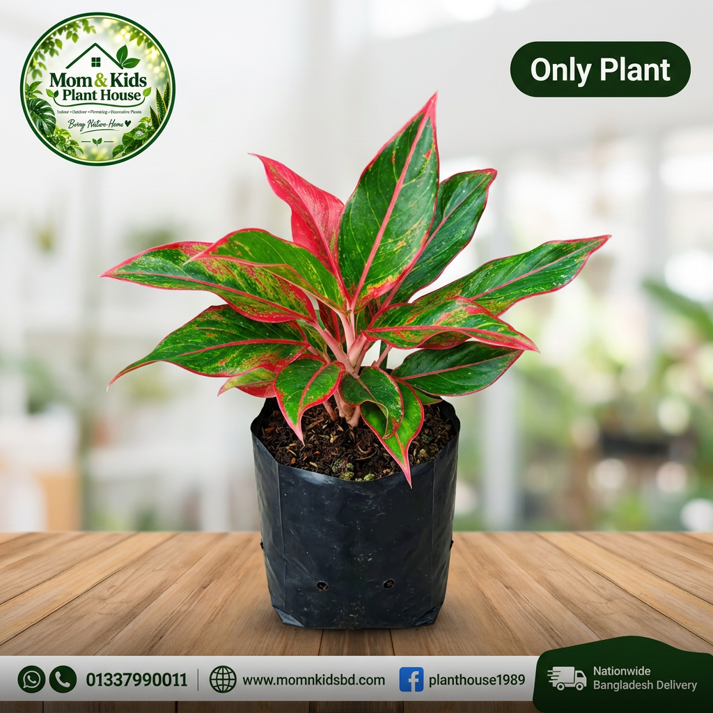 Aglaonema Siam Aurora Only Plant