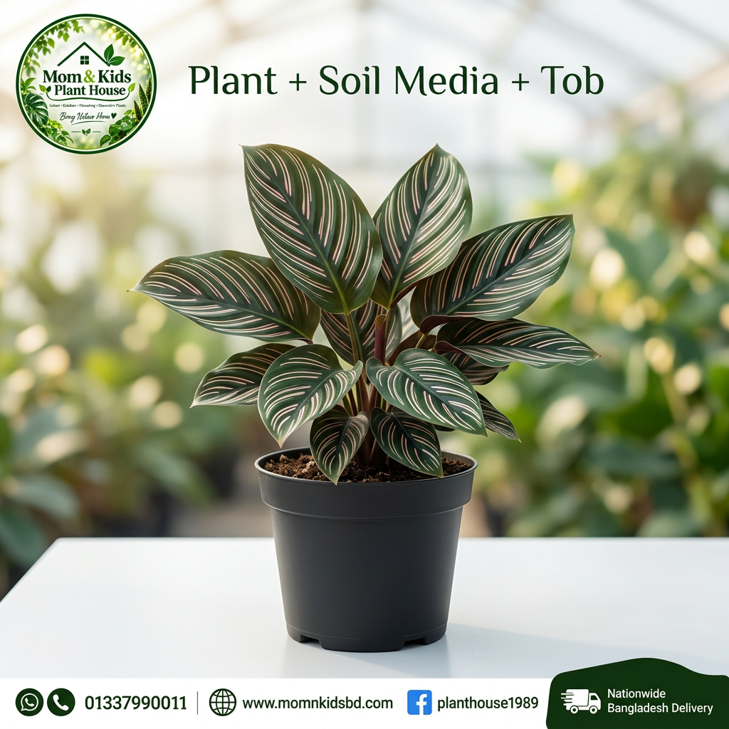 Calathea Pinstripe | ক্যালাথিয়া পিনস্ট্রাইপ - Plant + Soil Media + Tob