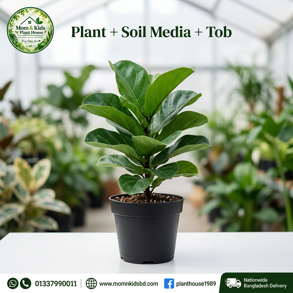 Fiddle Leaf Plant Indoor - Plant + Soil Media + Tob (Black Tob)