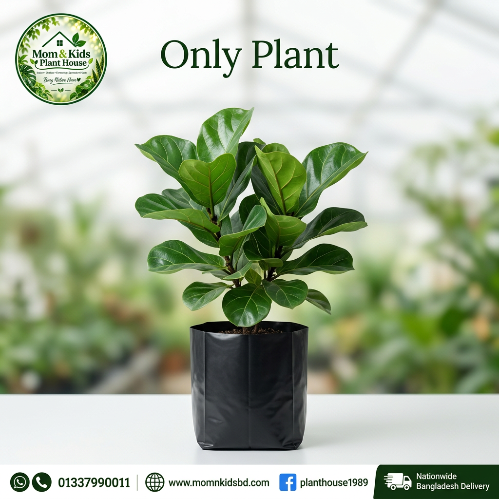 Fiddle Leaf Plant Indoor - Only Plant (Poly Bag)