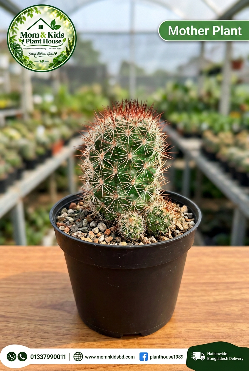 Mammillaria Cactus Mother Plant with Babies