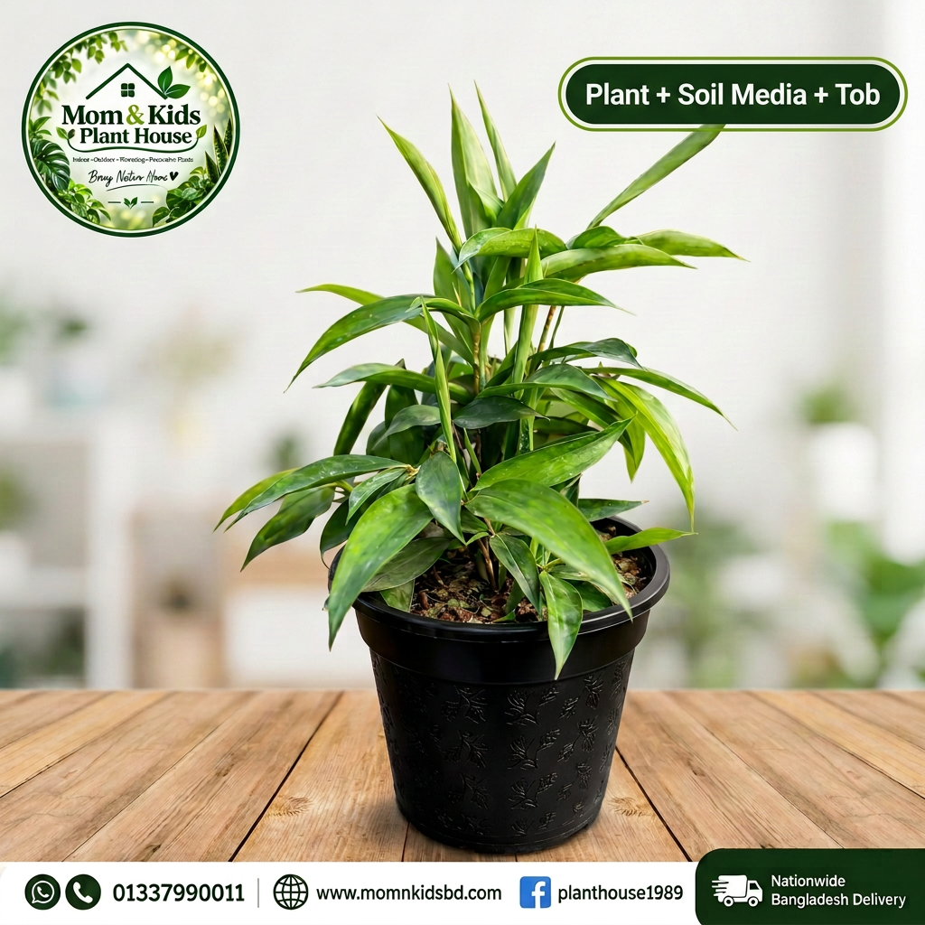 Plant + Soil Media + Tob - ড্রাসিনা (Dracaena sp.)