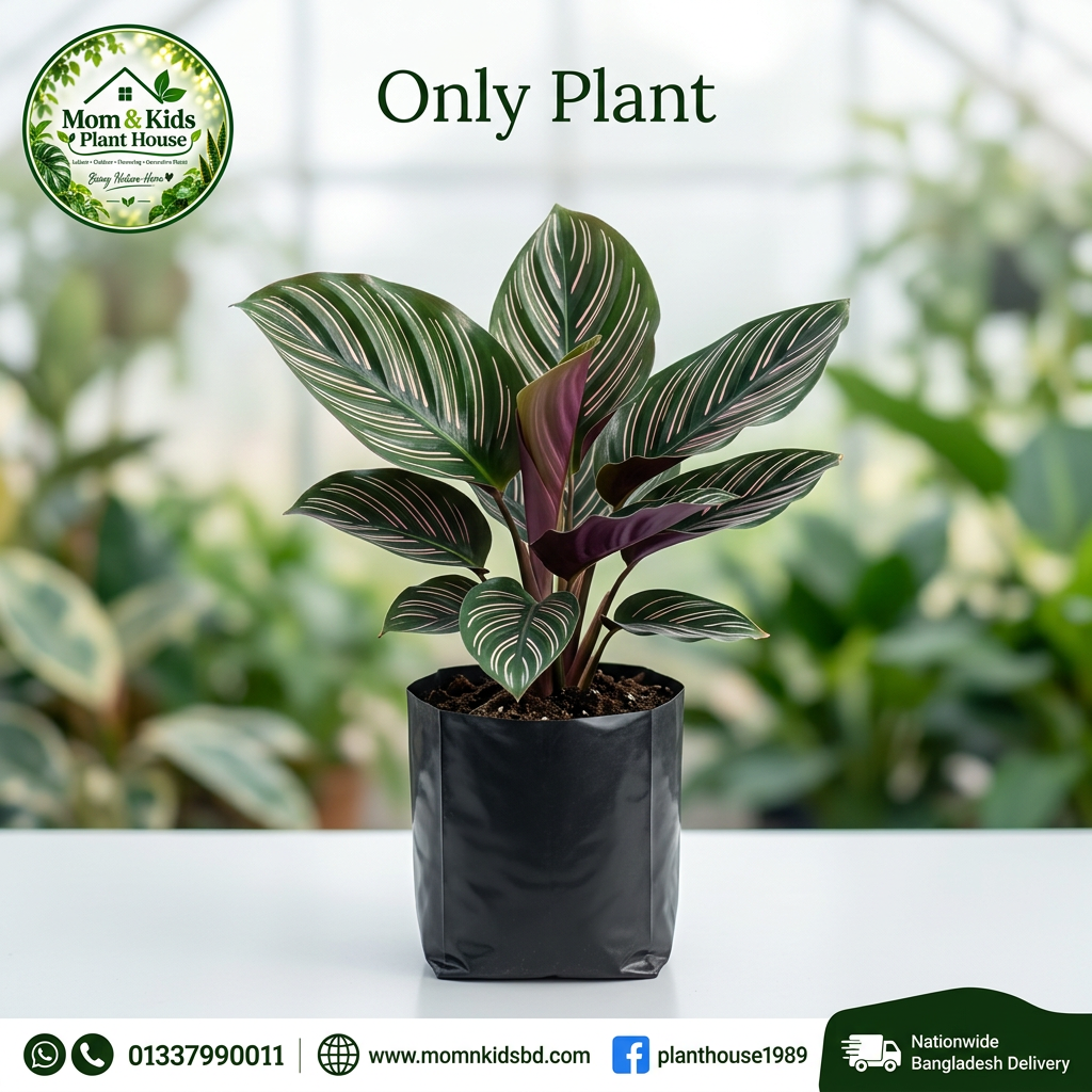 Calathea Pinstripe | ক্যালাথিয়া পিনস্ট্রাইপ - Only Plant (Poly Bag)